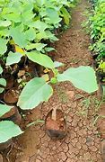 Image result for Anjeer Plant Flowers