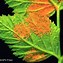 Image result for Rust Fungus