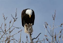 Image result for Eagle with Head Bowed