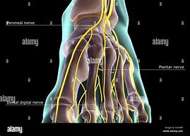 Image result for foot nerves anatomy