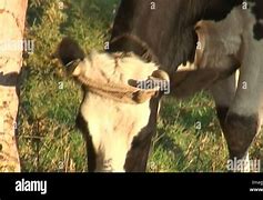 Image result for Friesian Cow Showing