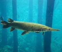 Image result for Alligator Gar Fisch