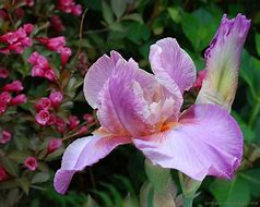 Image result for Bearded Iris by Name