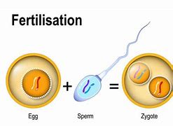 Image result for Haploid Biology