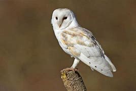 Image result for White Owl Animal