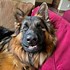 Image result for Funniest German Shepherds