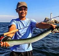 Image result for Long Baim Fish