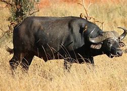 Image result for Buffalo in Africa