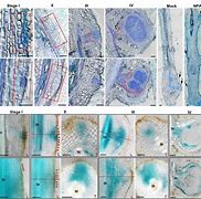 Image result for Auxin Cytokinin Soybean Nodule