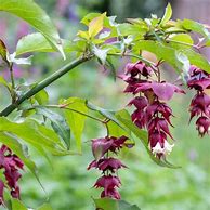 Image result for Deutzia Elegantissima