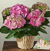 Image result for Flowers for 70th Anniversary