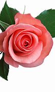 Image result for Black Rose No Background