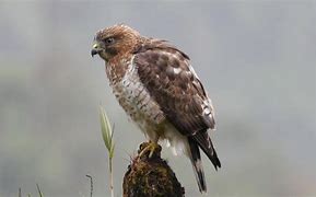 Image result for Buteo Platypterus