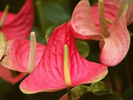 Image result for Tropical Plant with Pink Flowers