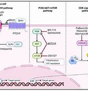 Image result for Shh Pathway Medulloblastoma