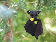 Image result for Sugar Baby Bat