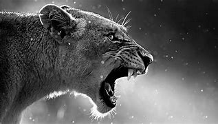 Image result for Big Lion Roaring