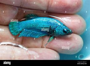 Image result for Green Betta Fish