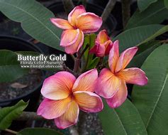 Image result for Vishnu Gold Plumeria