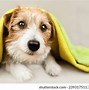 Image result for March Dog Smiles Images