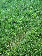 Image result for Nutsedge vs Crabgrass