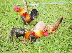 Image result for Miniature Chickens