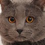 Image result for Top 10 Best Cat Breeds