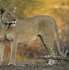 Image result for Mother Lioness