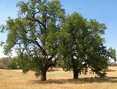 Image result for Valley Oak