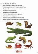 Image result for Fotos De Reptiles