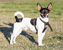 Image result for Apricot Rat Terrier