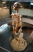 Image result for Giant Skeleton Brazil Museum