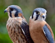 Image result for Kestrel Hawk Female HD