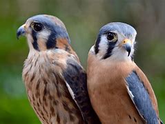 Image result for Female Kestrel Images