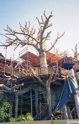 Image result for Disney Tarzan Treehouse