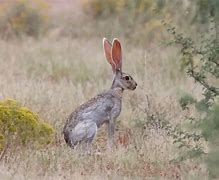 Image result for Tehuantepec Jackrabbit