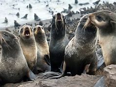 Image result for White Fur Seal Fat