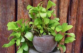 Image result for Which Houseplants Like Coffee Grounds