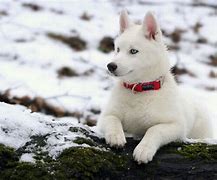 Image result for Silver and White Siberian Husky