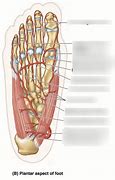 Image result for Dorsal Pedal Artery Anatomy