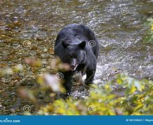 Image result for Black Bear Catch Fish