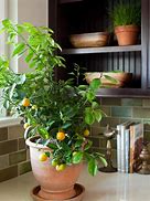 Image result for Lemon Tree Home