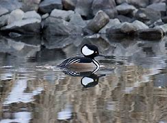 Image result for Crested Merganser