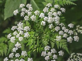 Image result for hemlock identification