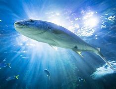 Image result for Red Sea Fishing