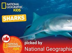 Image result for National Geographic Kids Sharks