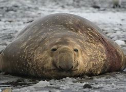 Image result for Fat Seal