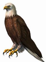 Image result for Scenary of Eagle Design