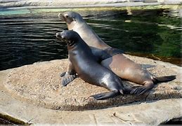 Image result for South Korea Sea Lions