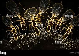 Image result for Translucent Ants